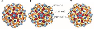 Canine Parvovirus and Its Non-Structural Gene 1 as Oncolytic Agents: Mechanism of Action and Induction of Anti-Tumor Immune Response